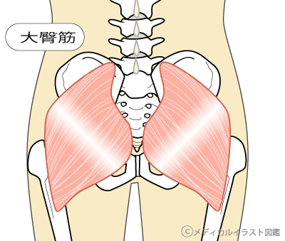 臀筋