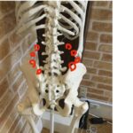 Spine | 蕨重症専門 くまさんの整骨院 ぎっくり腰