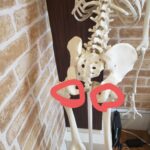 Pelvic belt | 蕨重症専門 くまさんの整骨院 骨盤ベルトの付ける位置