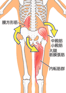 内転筋説明