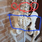 Lower back pain | 蕨重症専門 くまさんの整骨院 腰痛説明