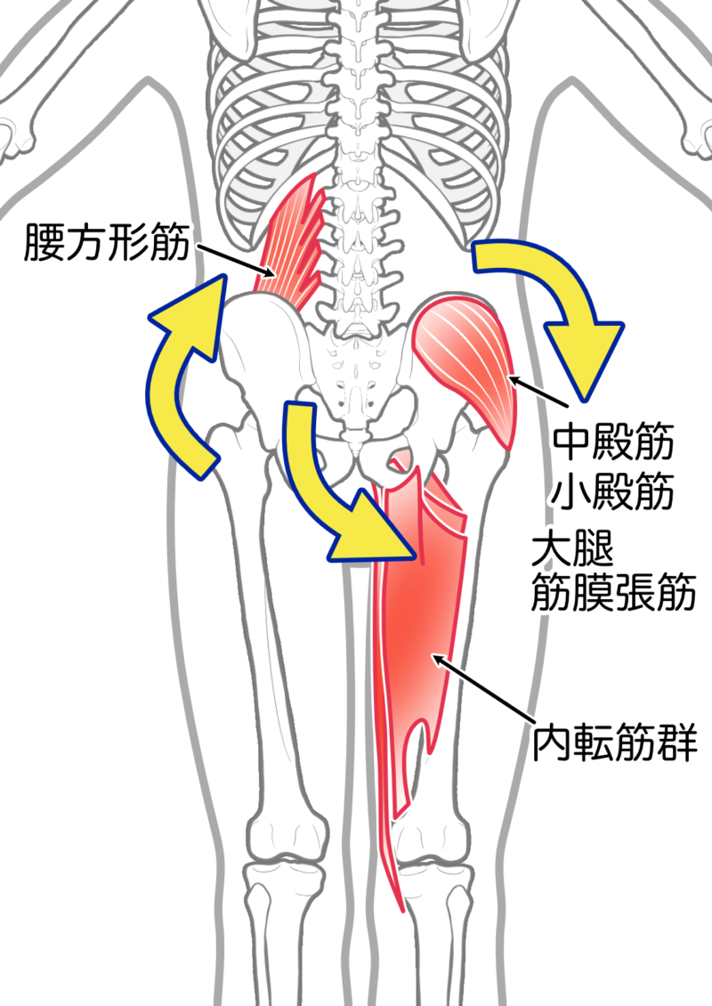 腰痛の原因筋肉